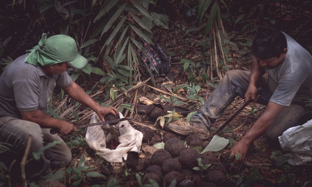The ‘forgotten’ people picking your Brazil nuts – for a fraction of the price