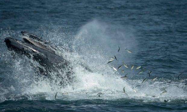 In the mouth of the whale: lobster diver swallowed by humpback lives to tell the tale