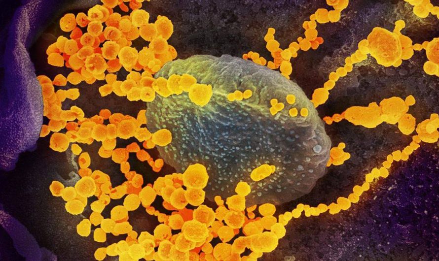 AI helps identify existing drugs that can kill SARS-CoV-2