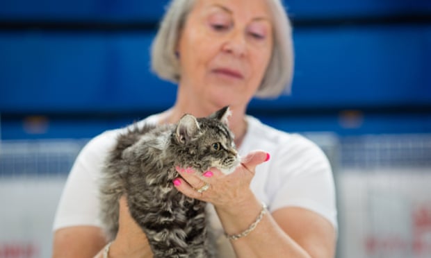 ‘My persian had a three-hour blow-dry!’ 150 years of cat shows – then and now