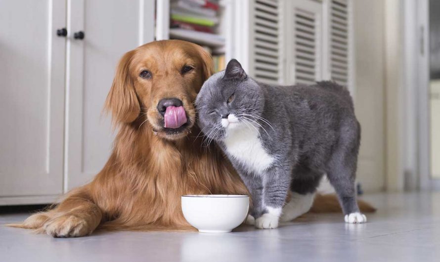 Pet care in the pandemic: Fighting misinformation, neglect has become the need of the hour